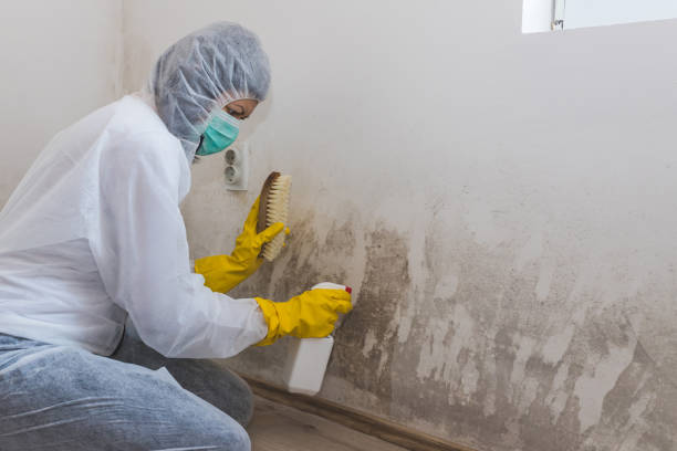 Mold Testing and Removal in Teaticket, MA