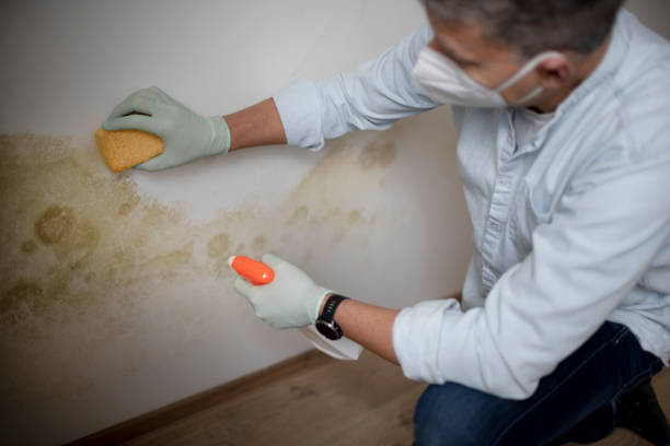 Office Mold Removal Services in Teaticket, MA