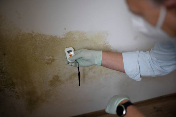 Best Certified Mold Removal  in Teaticket, MA