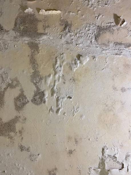 Professional Mold Removal in Teaticket, MA
