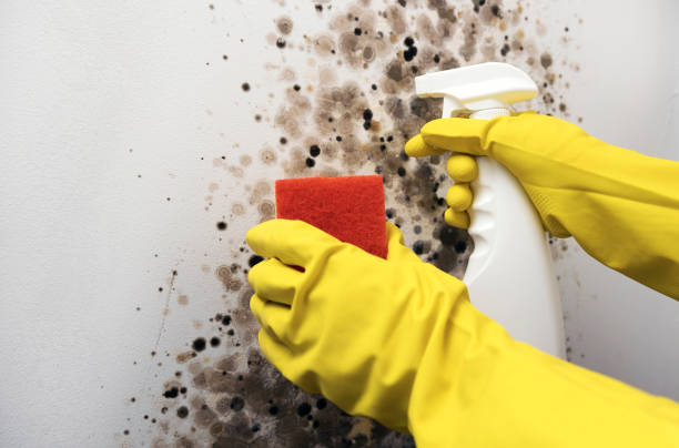 Best Mold Removal Company Near Me  in Teaticket, MA
