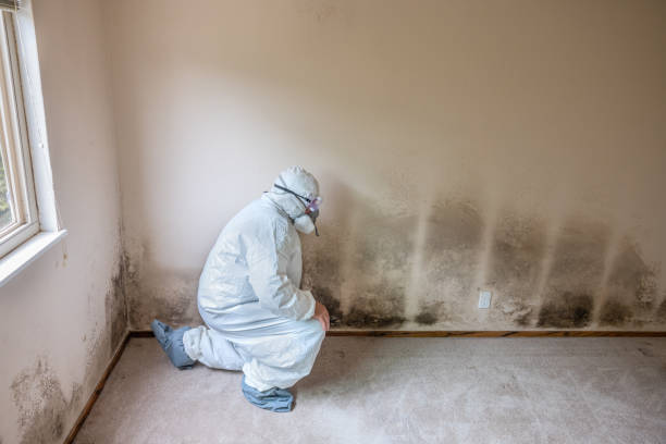 Best Water Damage Restoration  in Teaticket, MA