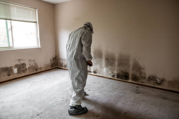 Best Mold Damage Repair  in Teaticket, MA