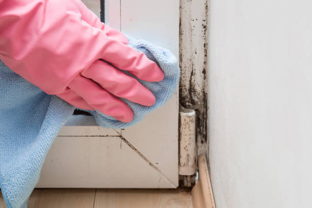 Best Affordable Mold Removal  in Teaticket, MA