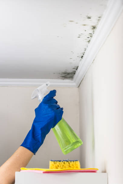Best Home Mold Removal  in Teaticket, MA