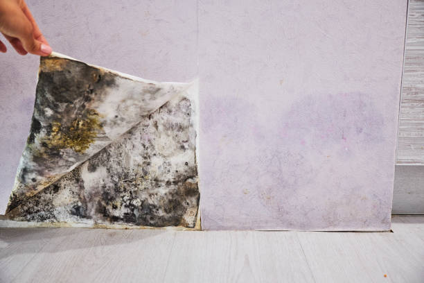 Best Mold Damage Repair  in Teaticket, MA